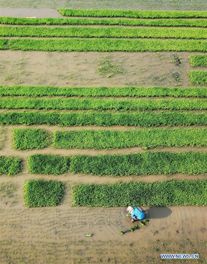 #CHINA-AGRICULTURE-FARMER-WORK (CN)