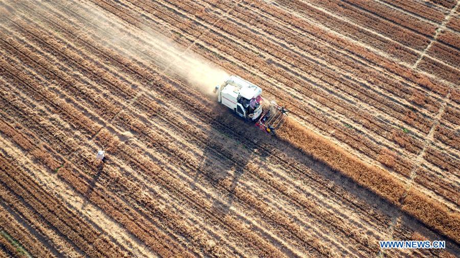 #CHINA-WHEAT HARVEST (CN)