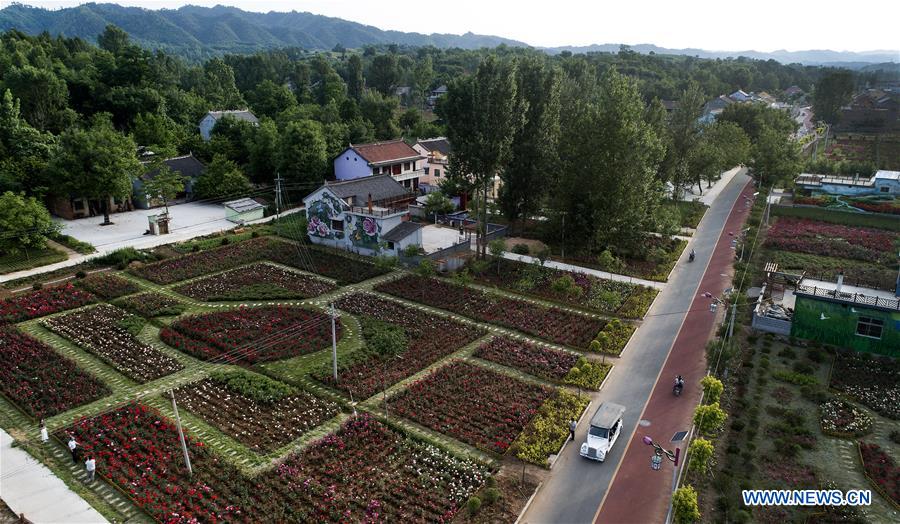 CHINA-SHAANXI-LUONAN-ROSE (CN)