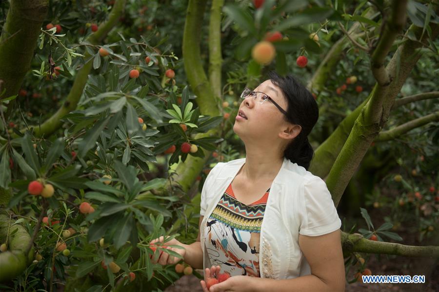 CHINA-ZHEJIANG-SHAOXING-WAXBERRY-HARVEST (CN)