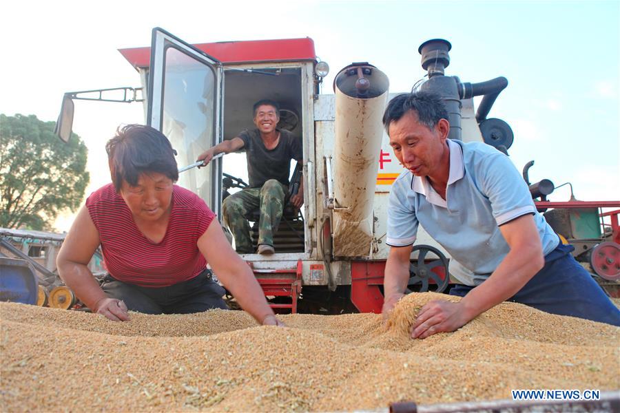 CHINA-HEBEI-SHIJIAZHUANG-WHEAT HARVEST (CN)