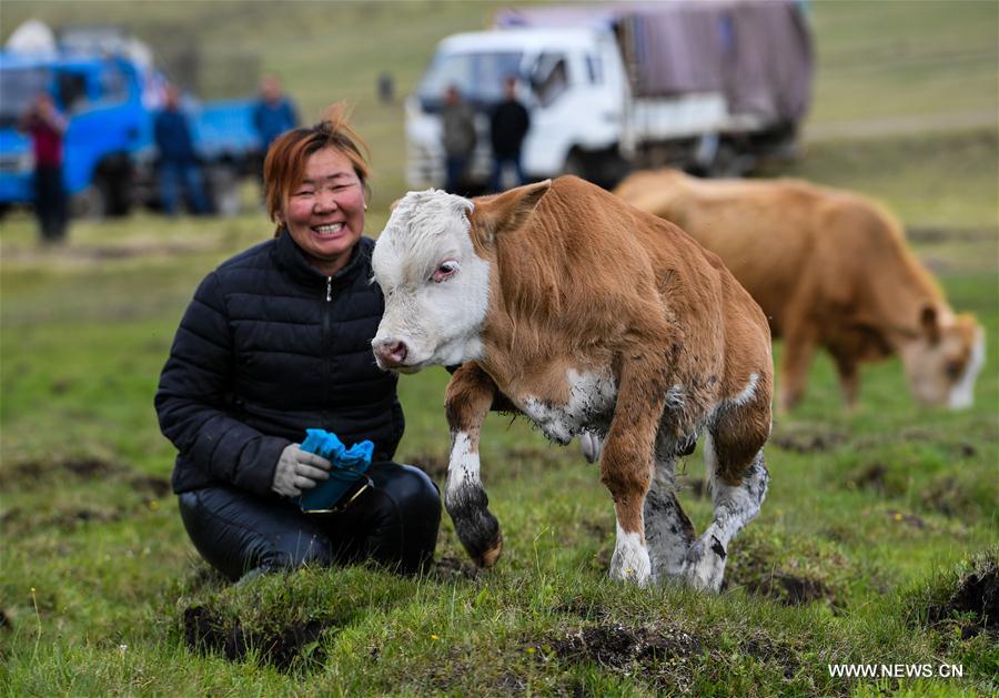 CHINA-INNER MONGOLIA-LIVESTOCK TRANSFER-SUMMER PASTURE (CN)