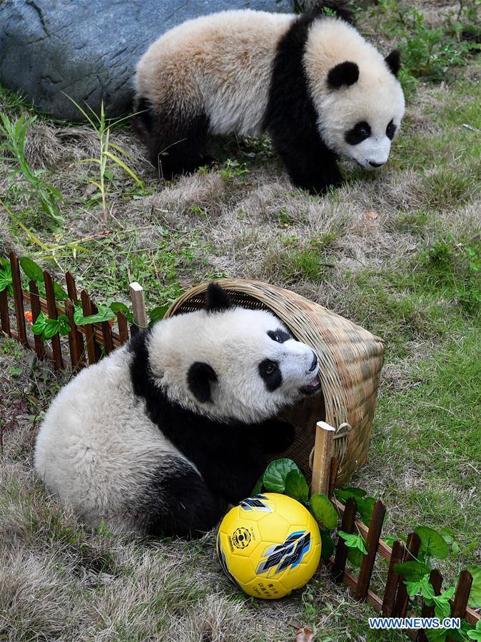 CHINA-SICHUAN-FOOTBALL-THEMED PARTY-GIANT PANDAS (CN)