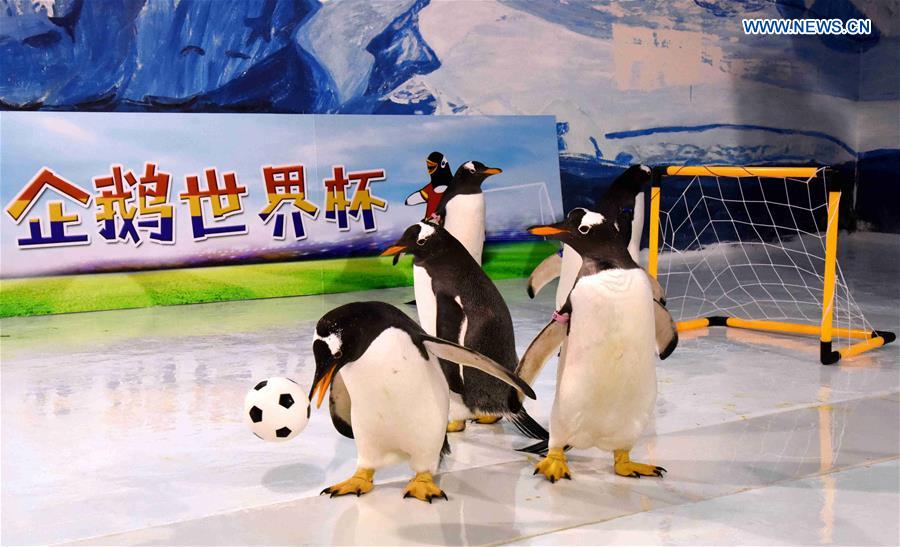 CHINA-HEILONGJIANG-PENGUINS-FOOTBALL GAME (CN)