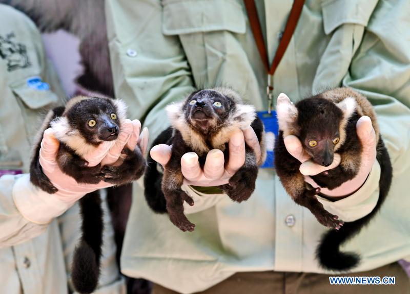 CHINA-GUANGZHOU-CHIMELONG-LEMUR VATIEGATUS-TRIPLETS (CN)