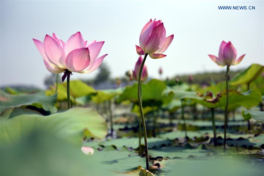 #CHINA-NATURE-LOTUS (CN)