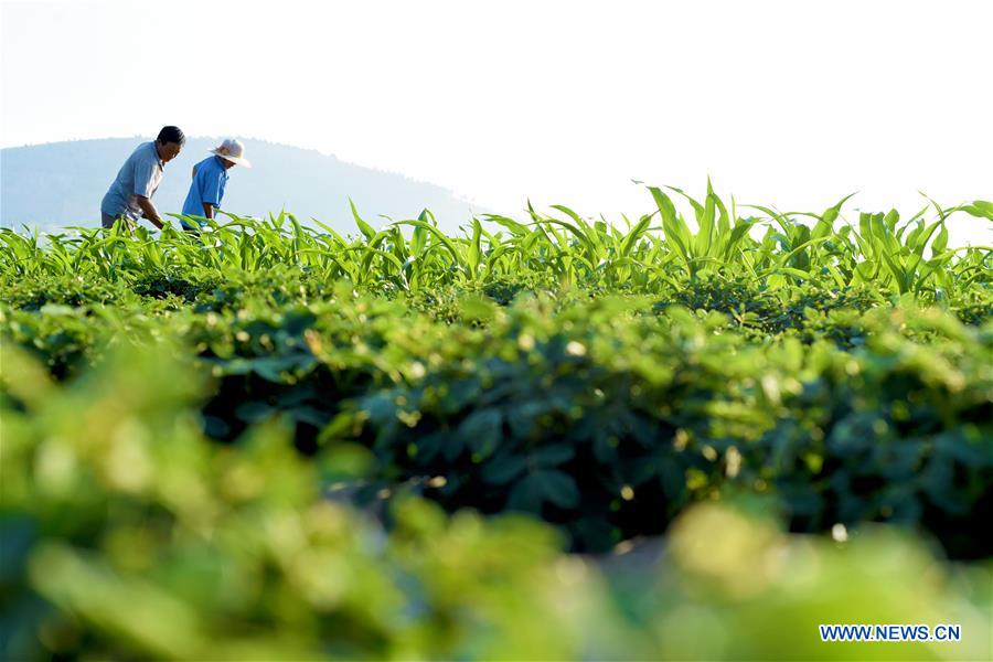 #CHINA-LESSER HEAT-FARMING (CN)