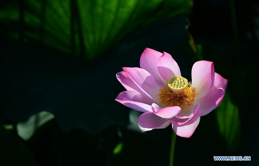 #CHINA-ANHUI-LOTUS FLOWERS (CN)