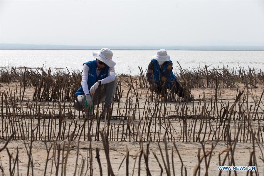 CHINA-INNER MONGOLIA-COLLEGE VOLUNTEER-DESERT CONTROL (CN)