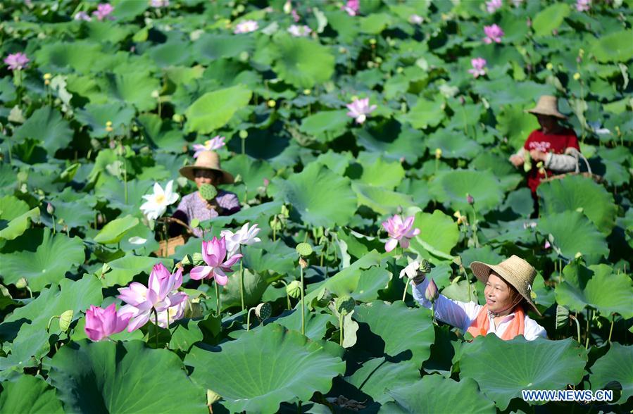 #CHINA-ANHUI-FEIXI-LOTUS-PLANTATION (CN)*