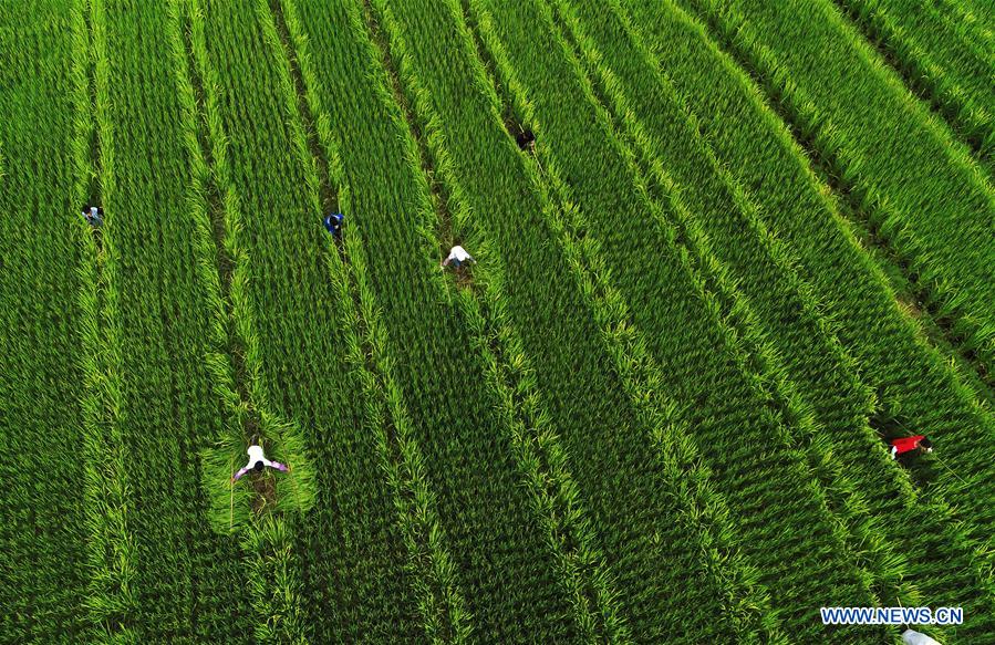 #CHINA-GUIZHOU-CENGONG-AGRICULTURE-RICE (CN)*