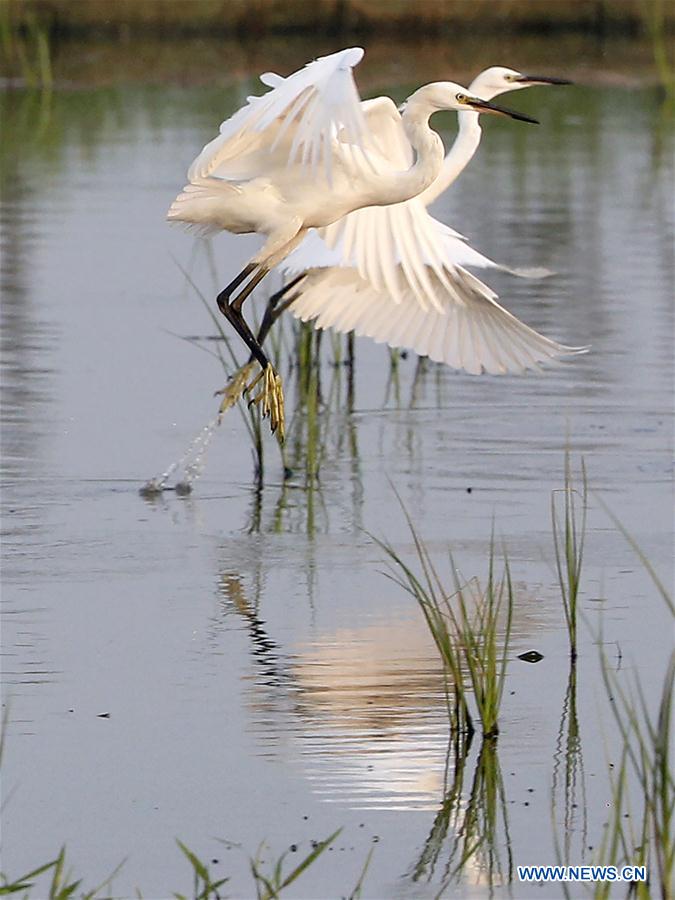 #CHINA-JIANGSU-HUAI'AN-EGRETS (CN)