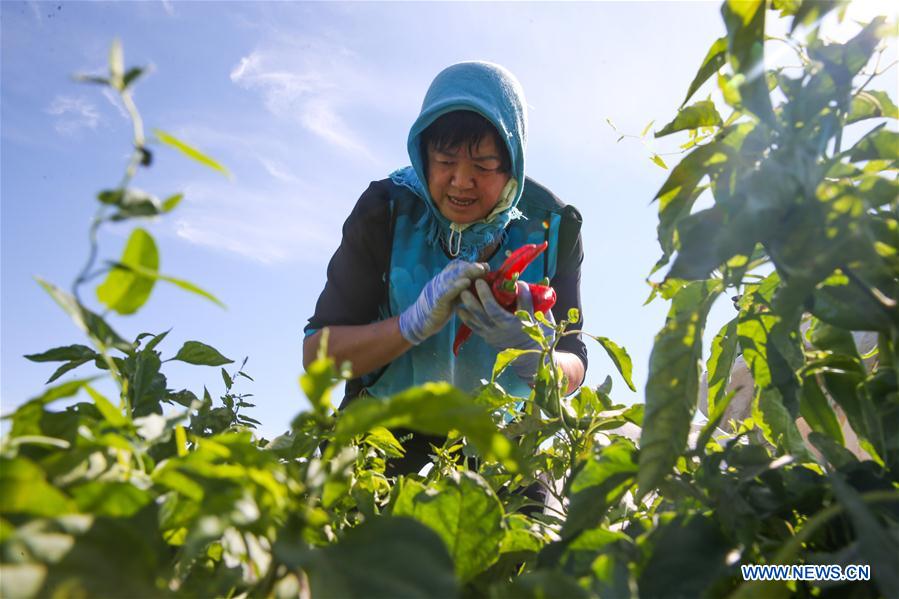 #CHINA-XINJIANG-BARKOL-CHILI HARVEST (CN)