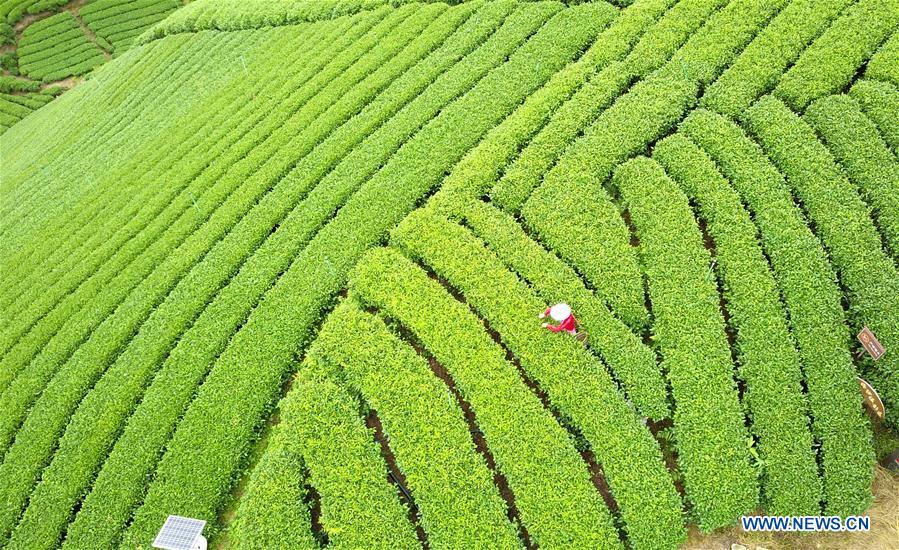 #CHINA-GUANGXI-AUTUMN TEA PICKING(CN)