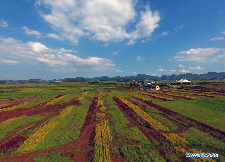 CHINA-YUNNAN-LUOPING-COLORFUL FLOWER FIELDS (CN)