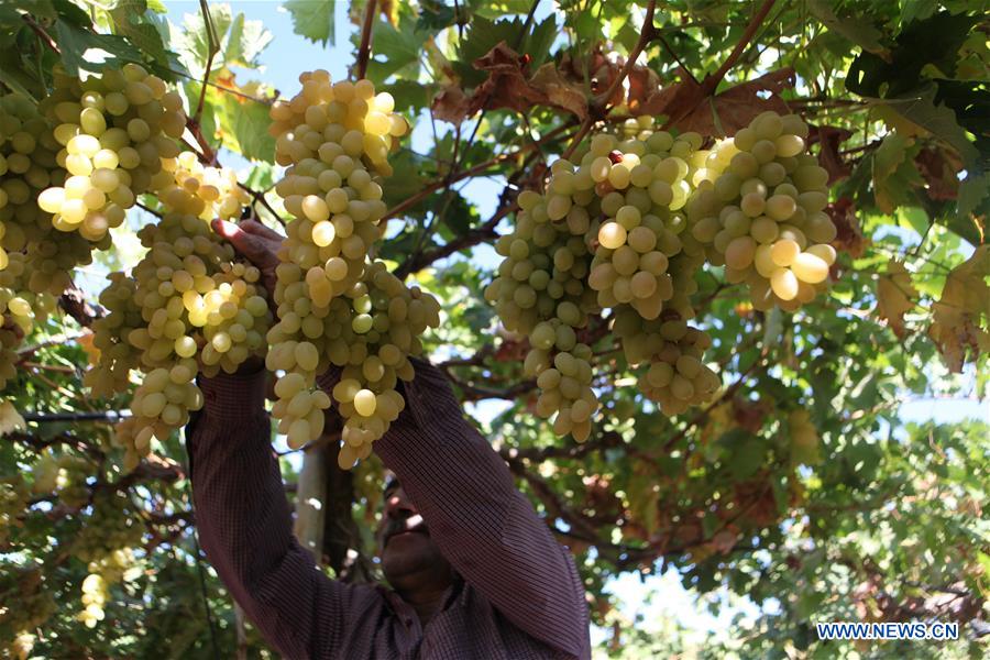 MIDEAST-HEBRON-GRAPES-HARVEST