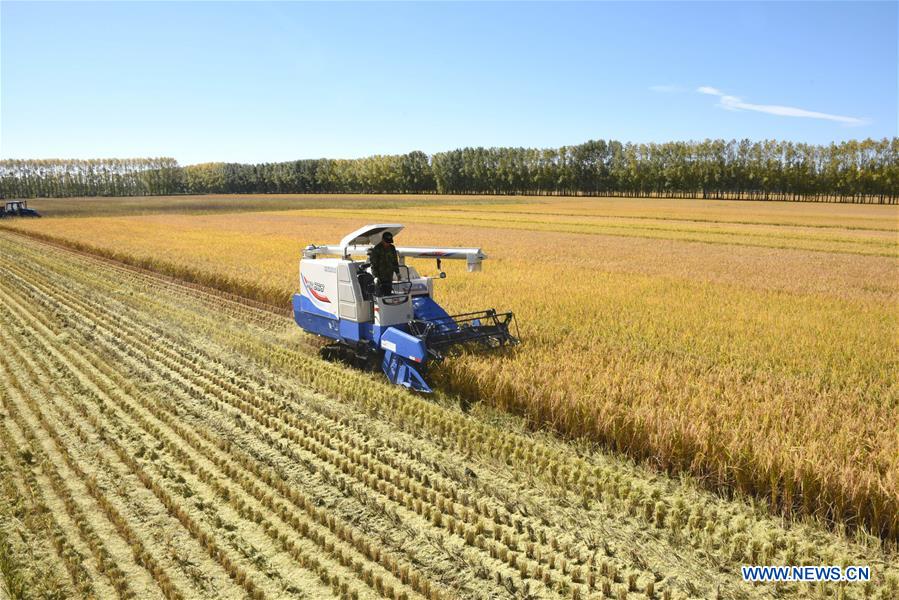 #CHINA-HEILONGJIANG-RICE-HARVEST (CN)