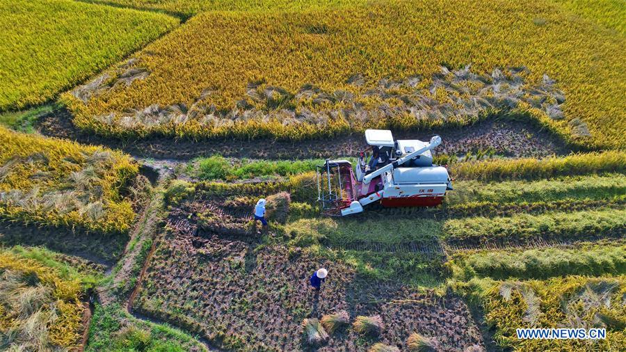 #CHINA-JIANGXI-AUTUMN-HARVEST (CN)