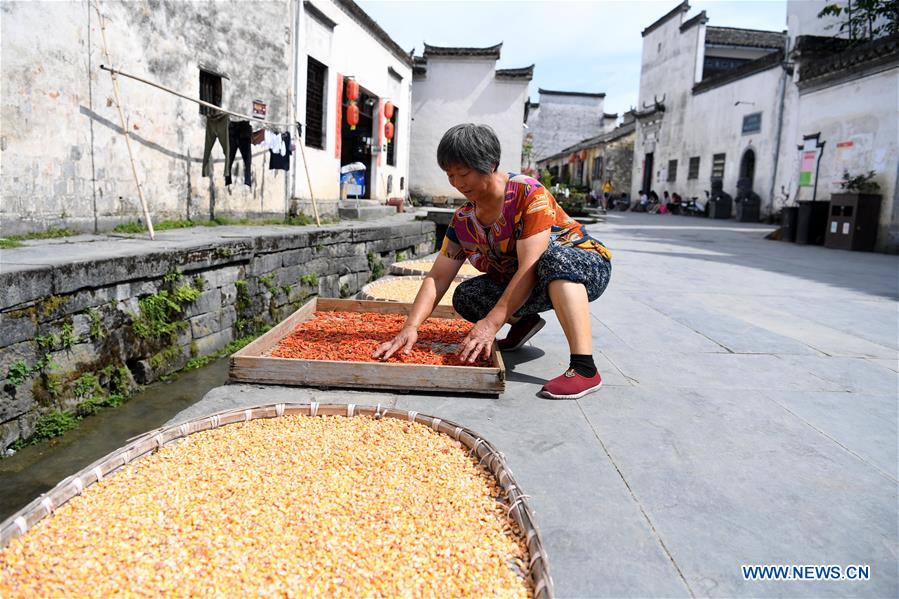 CHINA-ANHUI-YIXIAN-HARVEST (CN)