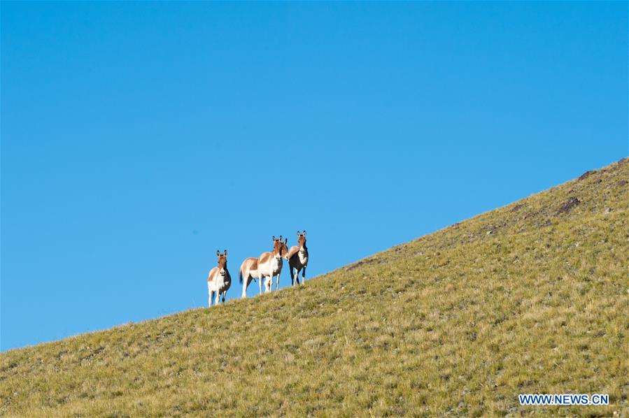 #CHINA-TIBET-ALI-AUTUMN-SCENERY (CN*)