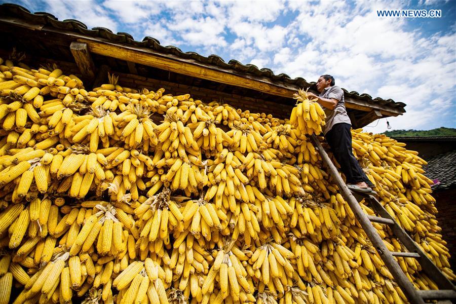 #CHINA-AGRICULTURE-HARVEST (CN)