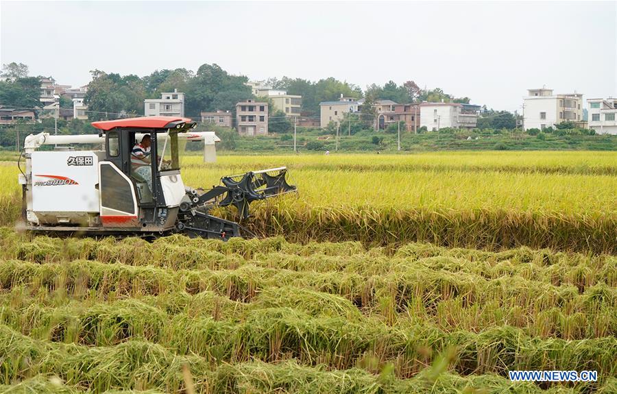 CHINA-JIANGXI-YUDU-HARVEST (CN)