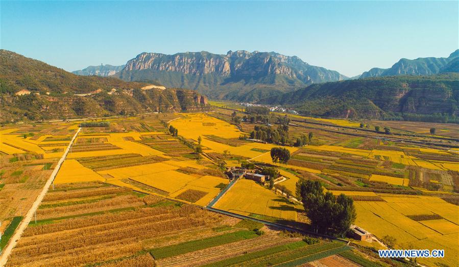 CHINA-HEBEI-HANDAN-RICE FIELD (CN)