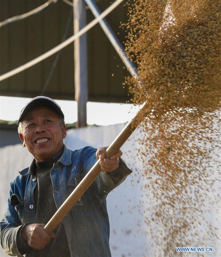 CHINA-INNER MONGOLIA-HOHHOT-RICE-HARVEST (CN)