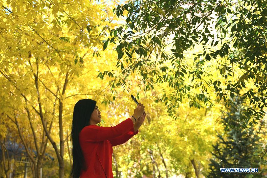 #CHINA-HULUN BUIR-AUTUMN SCENERY (CN)