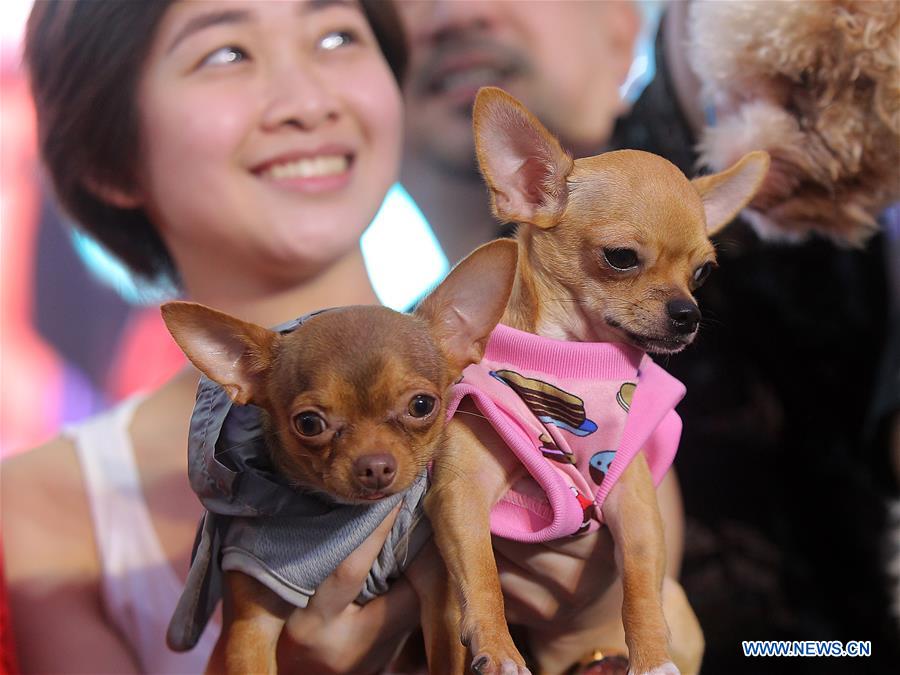 PHILIPPINES-QUEZON CITY-PET PARADE