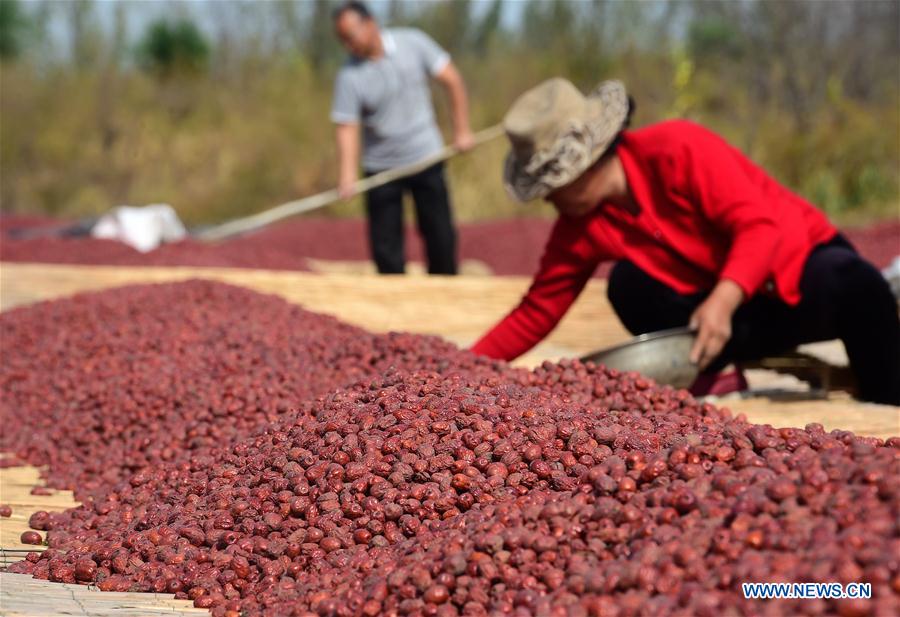 #CHINA-HEBEI-DATE-HARVEST (CN)