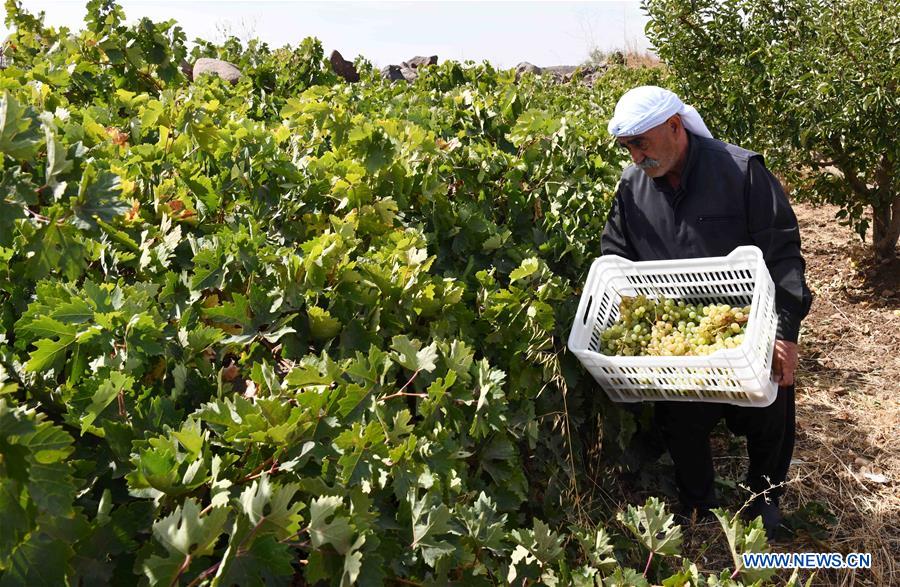 SYRIA-SWEIDA-GRAPE-MOLASSES-PRODUCTION