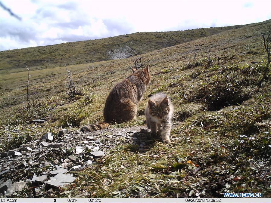 CHINA-QINGHAI-CHINESE MOUNTAIN CAT (CN)