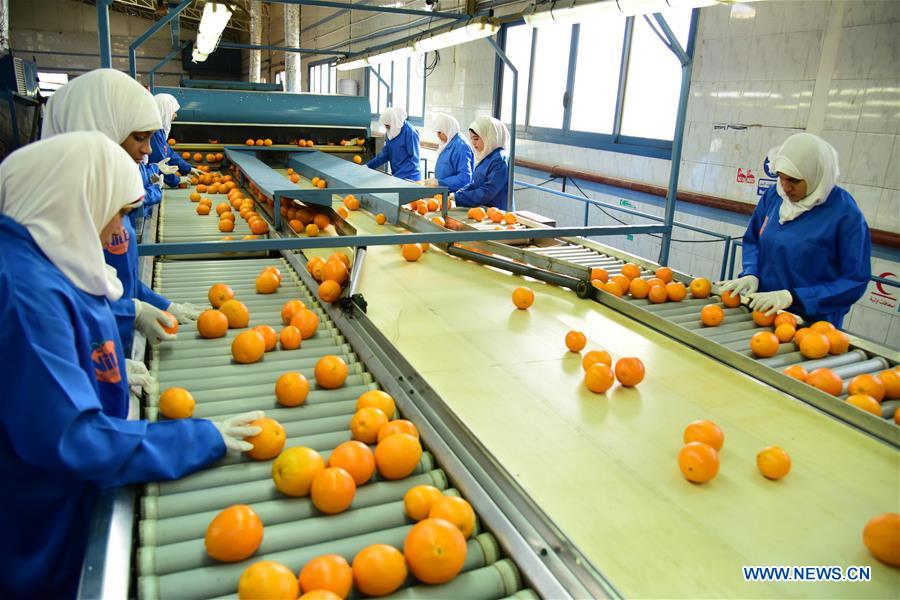 EGYPT-QALIOUBIYA-CITRUS EXPORTING COMPANY-CHINA-INTERNATIONAL IMPORT EXPO