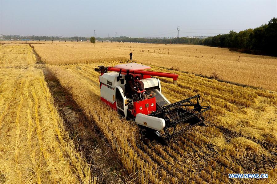 CHINA-AUTUMN-HARVEST (CN)