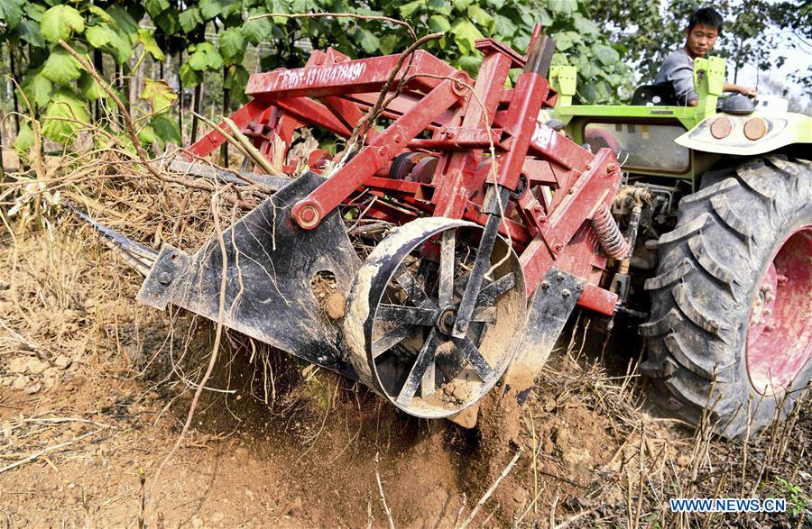 #CHINA-AGRICULTURE-HARVEST (CN)