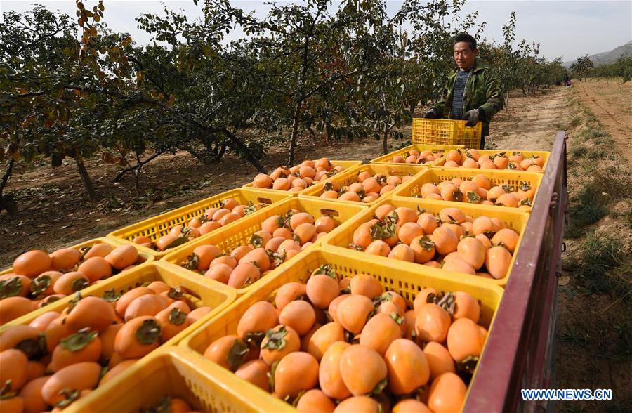 CHINA-SHAANXI-PERSIMMON-HARVEST (CN)