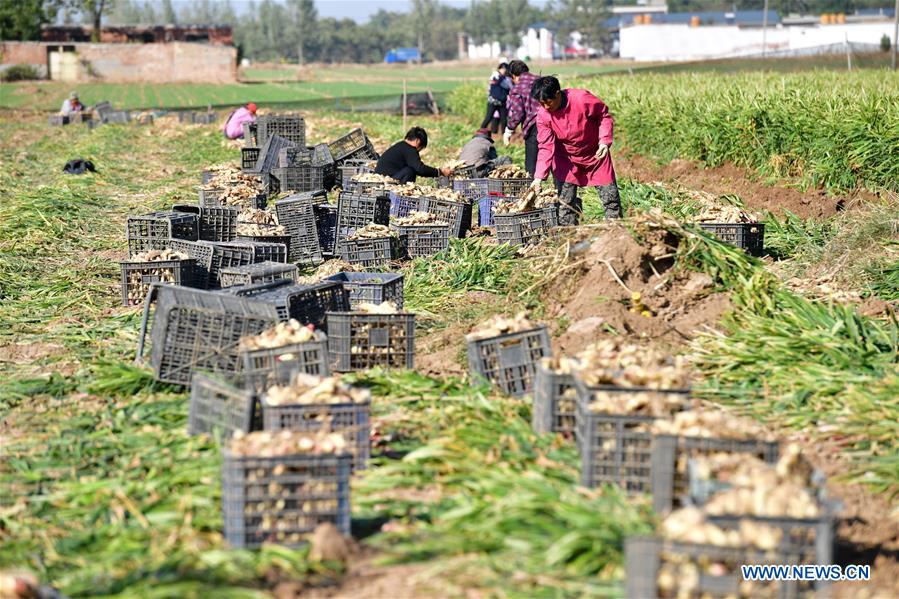 #CHINA-SHIJIAZHUANG-HARVEST-ECONOMY (CN)