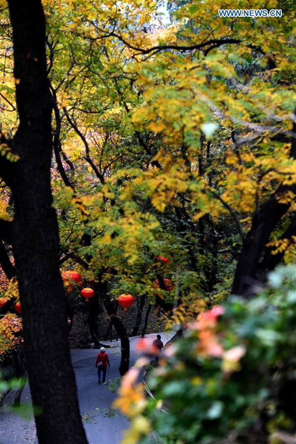 CHINA-BEIJING-BADACHU-AUTUMN SCENERY(CN)