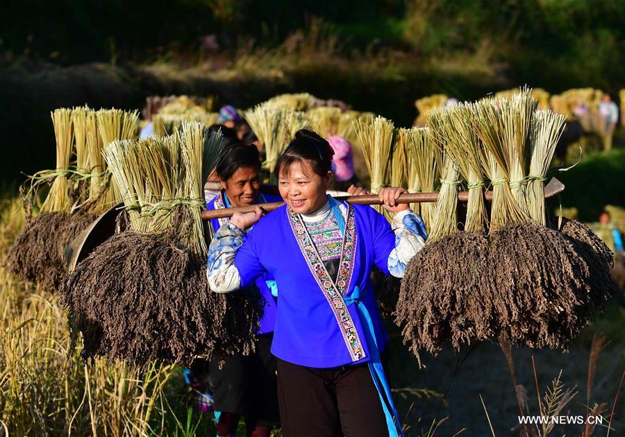 CHINA-GUANGXI-ANTAI-RICE-HARVEST (CN)