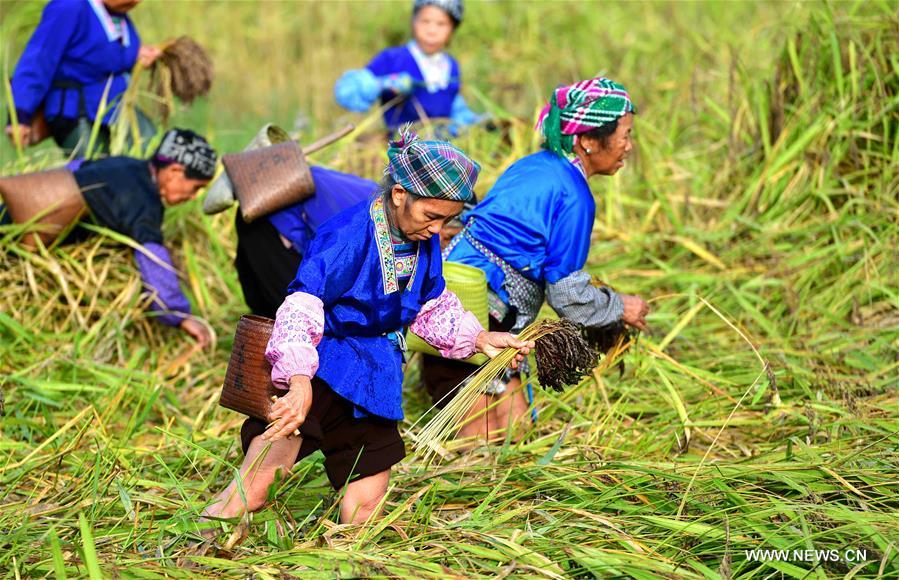 CHINA-GUANGXI-ANTAI-RICE-HARVEST (CN)