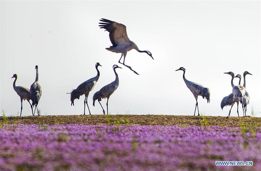 #CHINA-JIANGXI-POYANG LAKE-MIGRATORY BIRDS (CN)