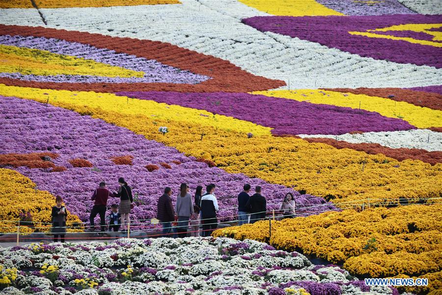 CHINA-GUIZHOU-CHRYSANTHEMUM-TOURISM (CN)