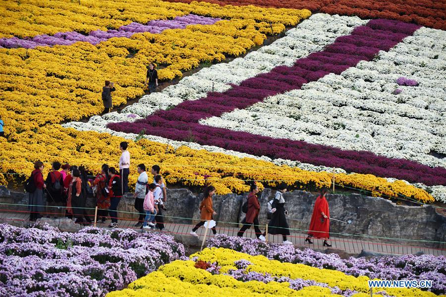 CHINA-GUIZHOU-CHRYSANTHEMUM-TOURISM (CN)