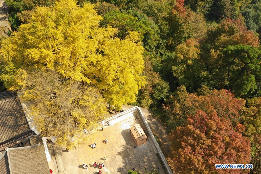 #CHINA-AUTUMN-GINGKO TREES (CN)