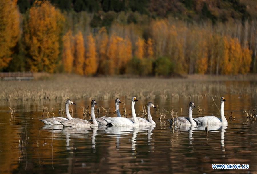 #CHINA-SHANXI-YUNCHENG-PINGLU-SWANS (CN)