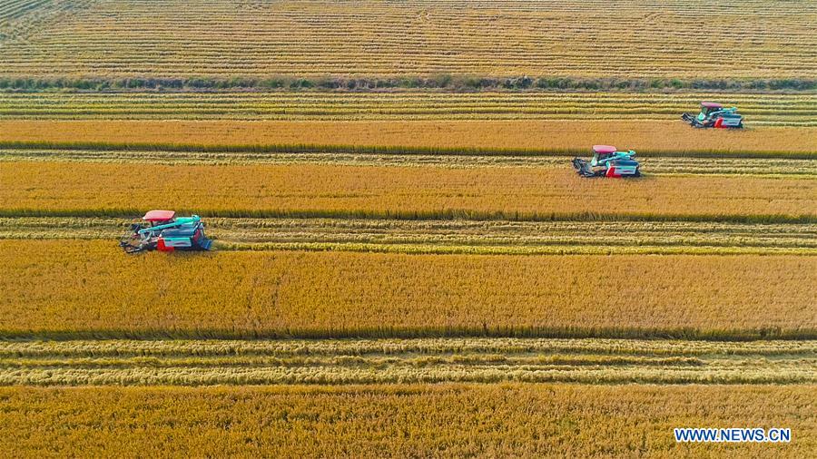 #CHINA-JIANGSU-RICE-HARVEST (CN)