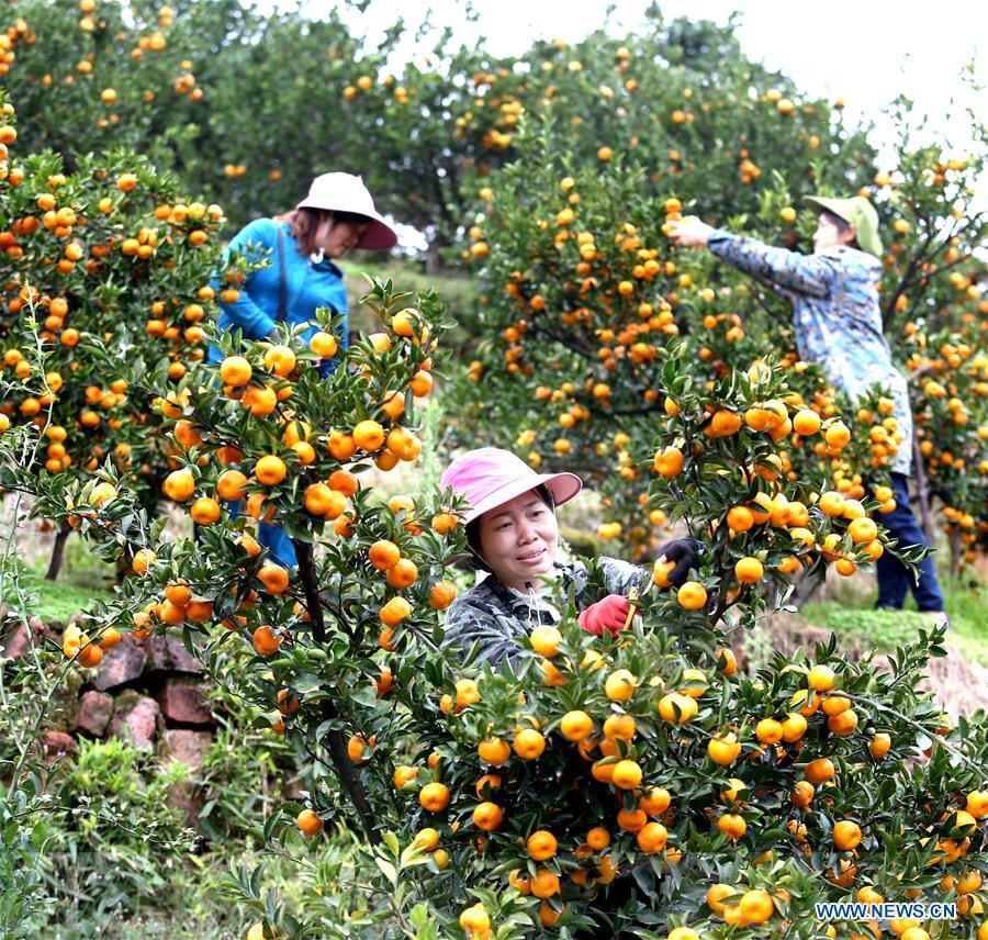 #CHINA-JIANGXI-ORANGE-HARVEST (CN)