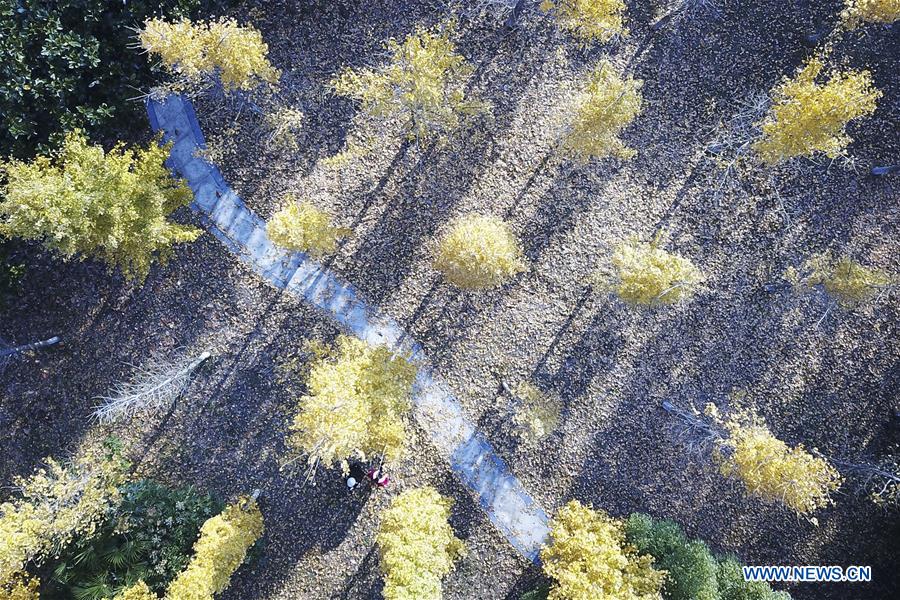 #CHINA-JIANGSU-GINKGO TREES (CN)