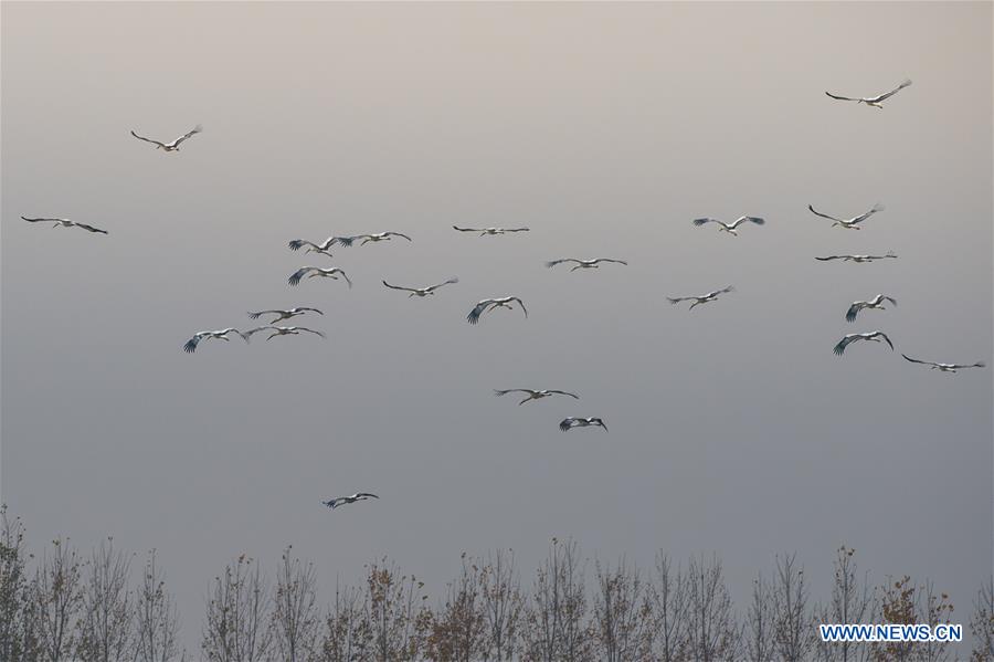 CHINA-ANHUI-WHITE STORK (CN)